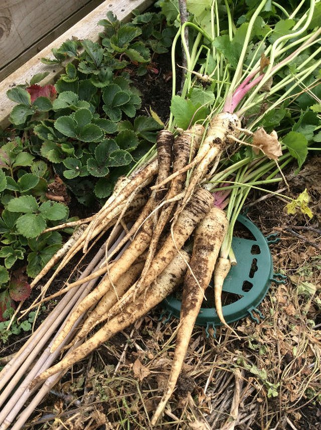 Roasting parsnips... image