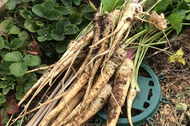 Roasting parsnips... image