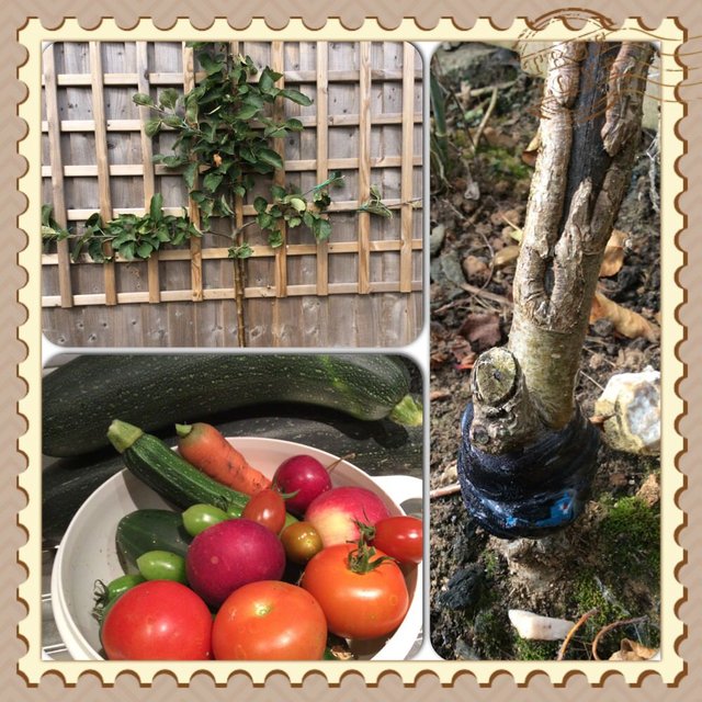 Some more goodies picked today from my garden... image