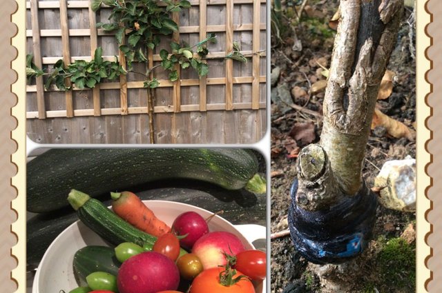 Some more goodies picked today from my garden... image