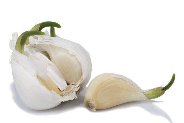 Garlic Planting image