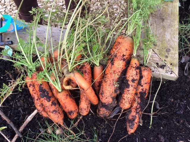 Carrot surprise! image