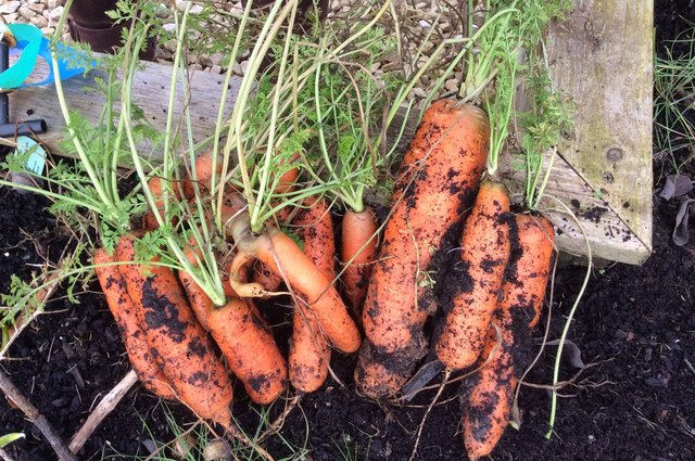 Carrot surprise! image