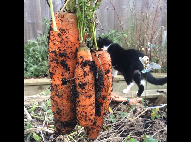 Fabulous sized carrots image