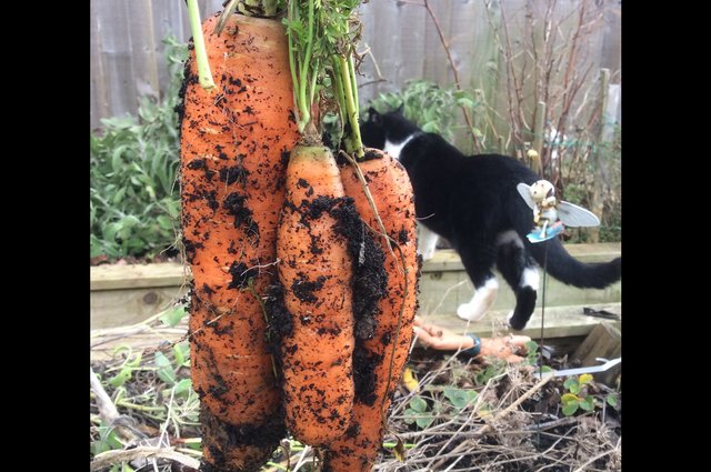 Fabulous sized carrots image