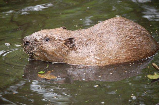 Good news for Ottery's beaver family image