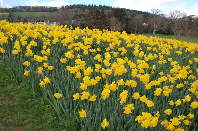 Happy St.David's Day. image