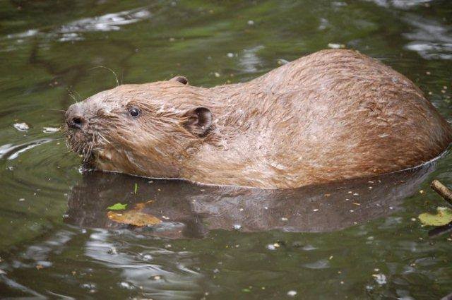 Beaver's welcome back image