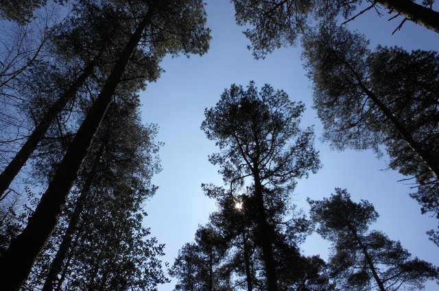 Nearby cycle park - Haldon Forest image