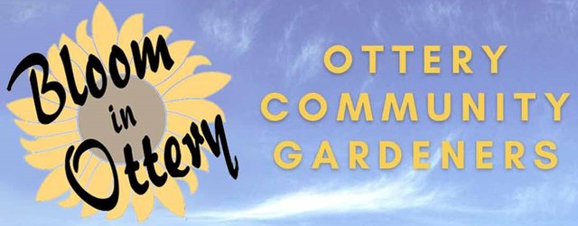 Ottery Community Gardeners - Tree give away! image