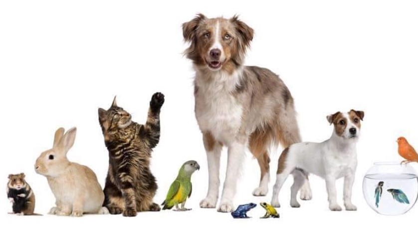 Home Care for Pets East Devon profile image